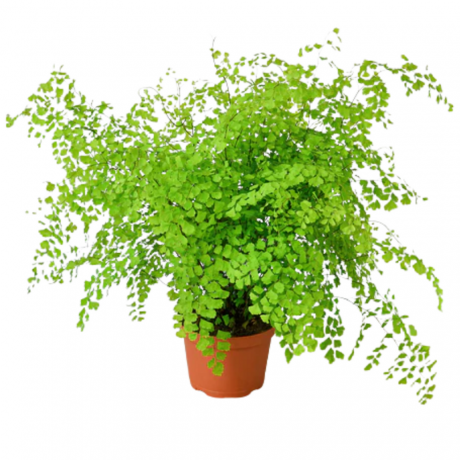 Pakis Maidenhair Selatan (Adiantum capillus-veneris)