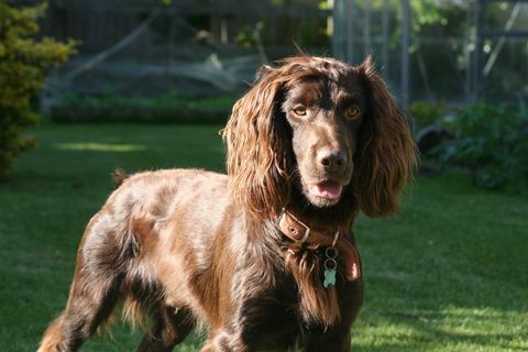 cocker spaniel bekerja