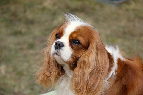 close up dari raja charles angkuh spaniel di lapangan