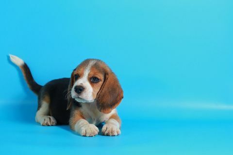 Beagle - dog