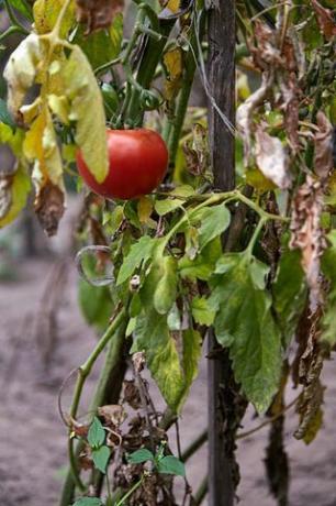 tomat merah matang pada tanaman layu di kebun sayur
