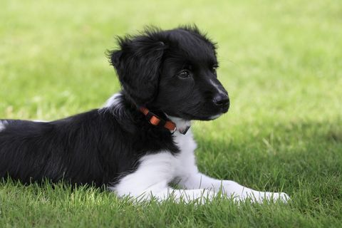 Anjing muda Belanda Frisian Stabyhoun ("Friese Stabij") berbaring di rumput