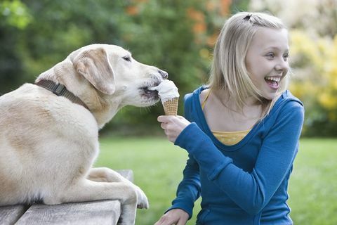 Labrador sedang makan