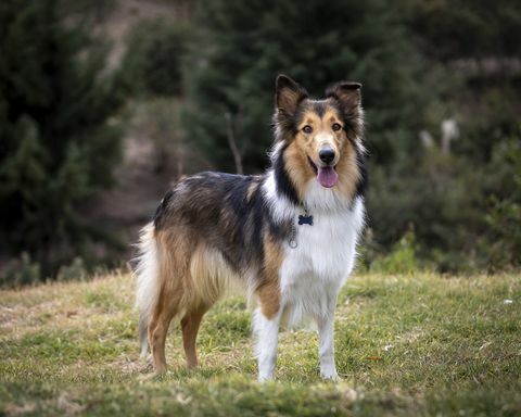 anjing ras collie kasar berwarna sable di atas rumput di taman di meksiko