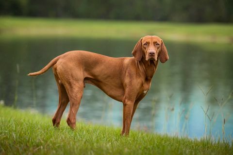 vizsla berotot berdiri di tepi danau