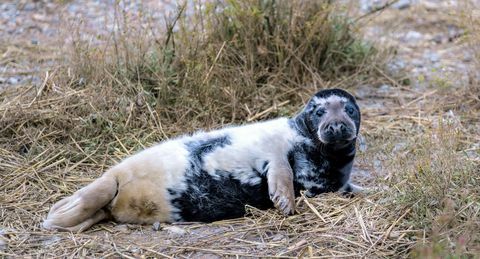 segel hitam langka ditangkap di norfolk