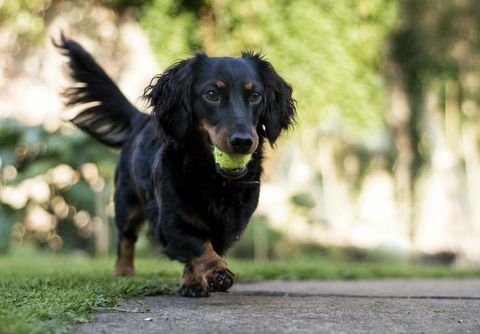 Anjing dachshund