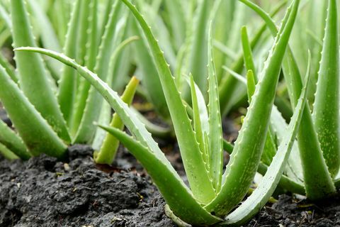 Pertumbuhan tanaman lidah buaya di pertanian