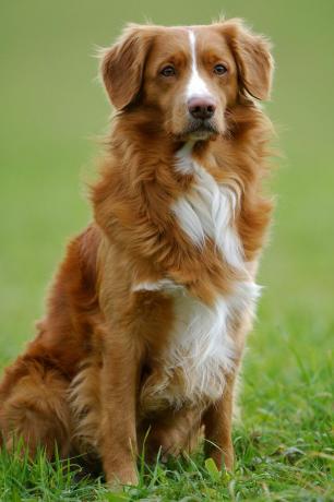 nova scotia bebek berbunyi retriever