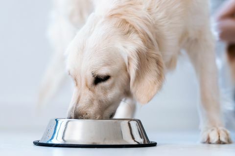 anjing makan makanan dari mangkuk