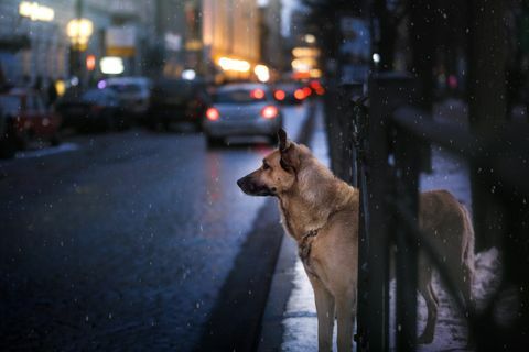 anjing berjalan di kota