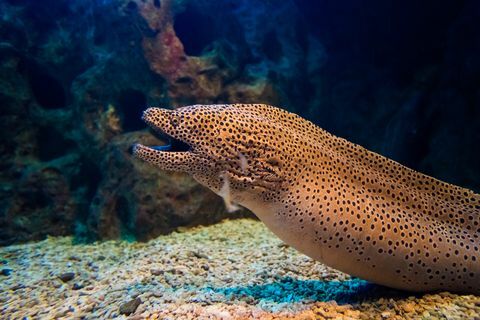 Belut Moray. Gymnothorax miliaris