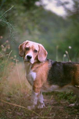 potret beagle berdiri di lapangan, asturias, spanyol