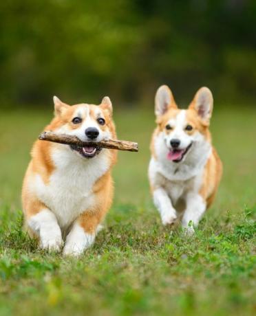 dua corgi bahagia bermain di lapangan hijau