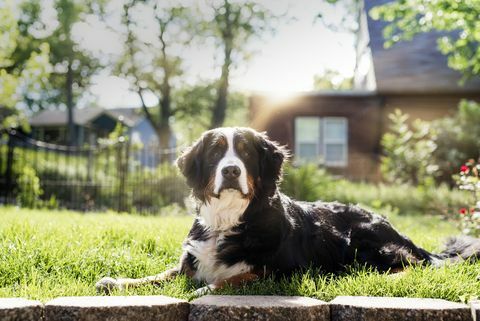 seekor anjing gunung bernese agung duduk di bawah sinar matahari