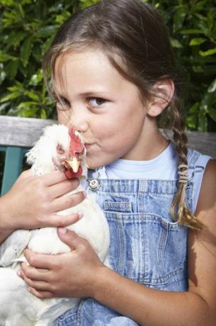 CDC Memperingatkan Melawan Ayam Berciuman