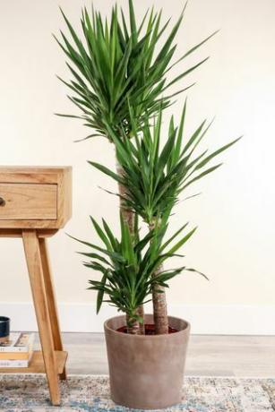 Tanaman Yucca, Pot 8 inci