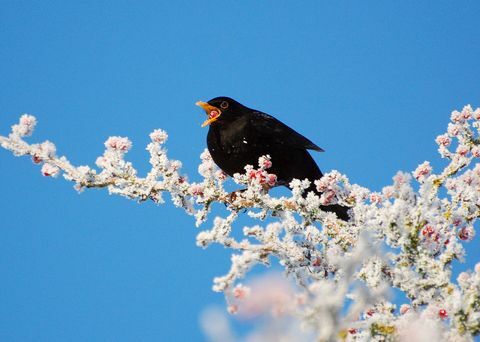 blackbird blossom