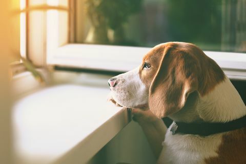 anjing beagle menunggu