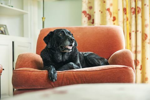 labrador hitam senior bersantai di kursi berlengan