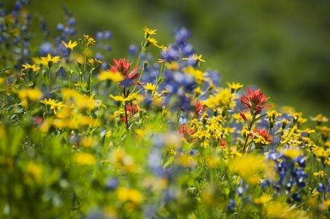 Di mana Anda bisa memilih bunga liar di musim semi ini?