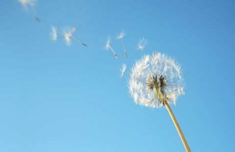 Serbuk sari Dandelion tertiup angin ke langit biru