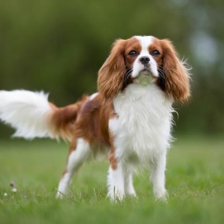 angkuh raja charles spaniel