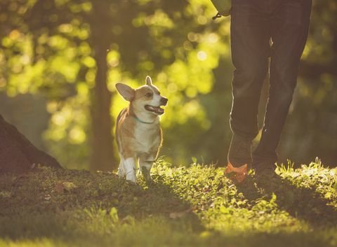 berjalan dengan anjing