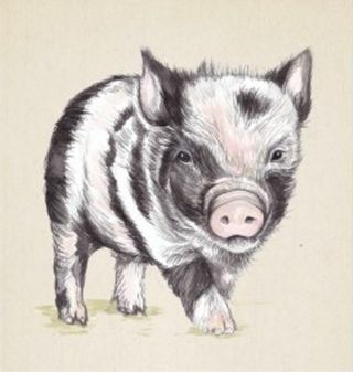 gambar babi