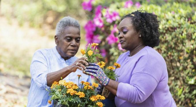 seorang wanita senior afrika amerika dan putrinya yang sudah dewasa berkebun bersama di halaman belakang sang ibu memegang nampan berisi bunga oranye di pangkuannya, dan menyerahkan salah satu bunga itu kepada putrinya