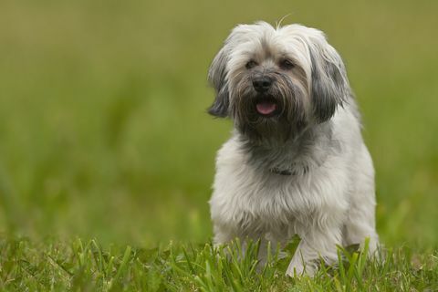 havanese dog setelah haitcut