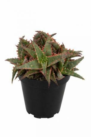 Aloe Vera 'Christmas Sleigh'