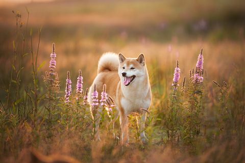 Anjing Shiba Inu Merah cantik berdiri di ladang di musim panas saat matahari terbenam