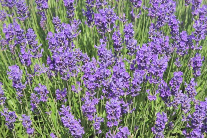 lavender bunga mekar taman intermedia lavandula