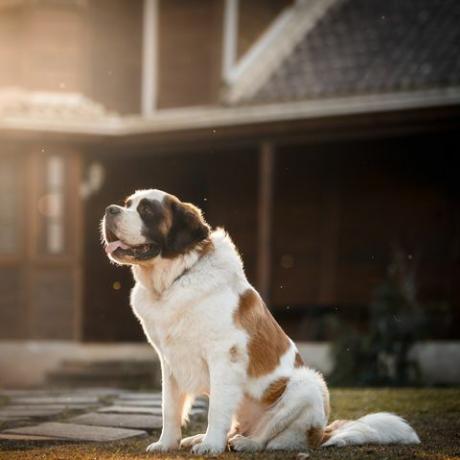 anjing saint bernard di depan sebuah rumah