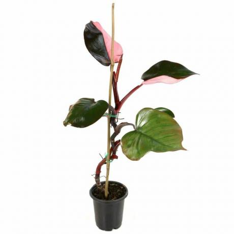 Philodendron Putri Merah Muda., pot 4 inci