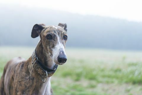 anjing greyhound di padang rumput