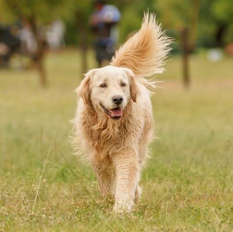 anjing golden retriever berjalan