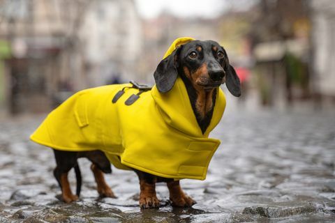 anjing dachshund lucu, hitam dan cokelat, mengenakan jas hujan kuning berdiri di genangan air di jalan kota