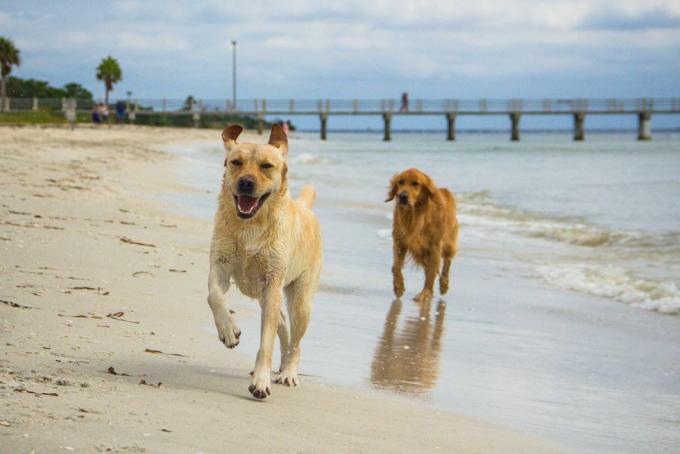 anjing labrador retriever dan golden retriever berlari di sepanjang pantai, fort de soto, florida, amerika, usa