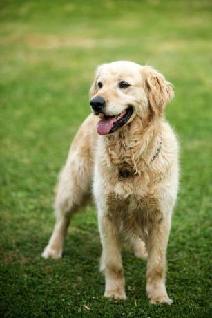 anjing golden retriever yang cantik