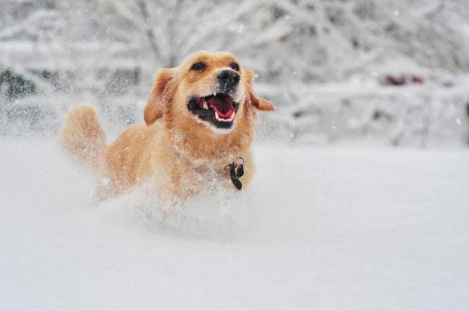 anjing golden retriever berlari di atas salju segar