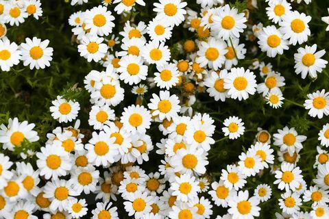 bunga aster marguerite bunga putih