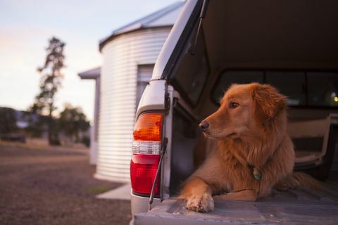 anjing di boot mobil terbuka