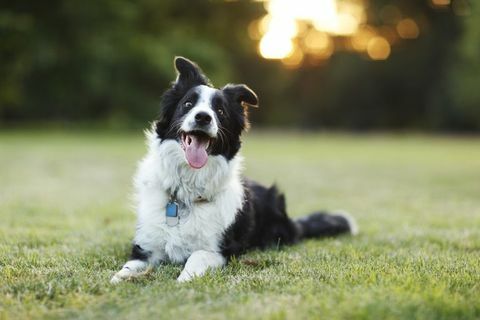 anjing collie perbatasan yang bahagia di luar ruangan