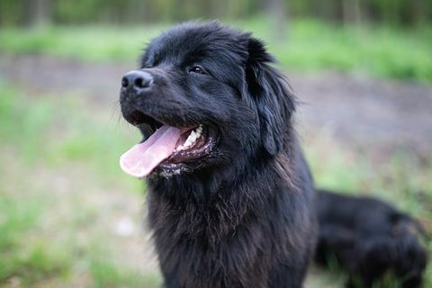 potret anjing newfoundland di hutan