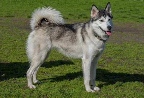 potret siberian huskie