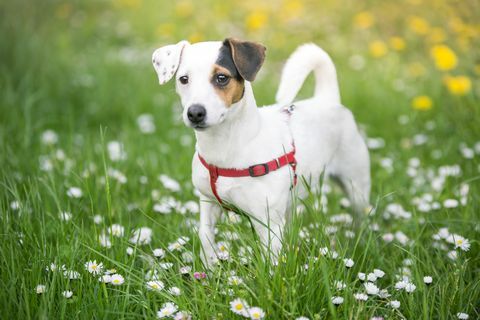 jack russell terrier di padang rumput dengan bunga