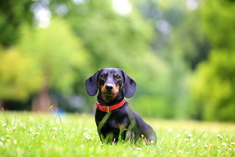anjing dachshund mini duduk di rumput