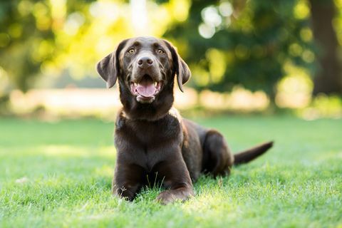 anjing labrador coklat berbaring di rumput di luar ruangan